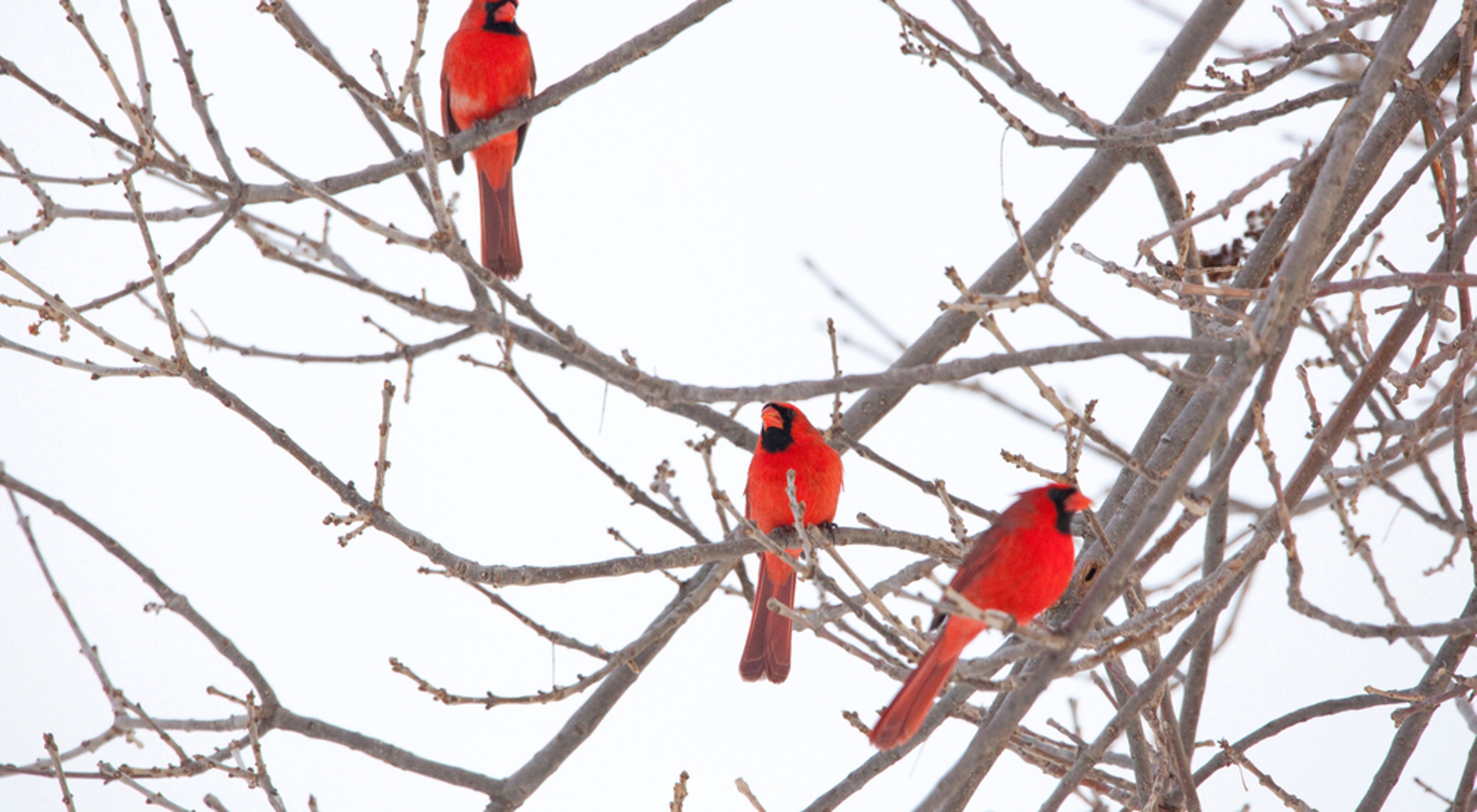 The crimson red male cardinals are perched in a snow covered tree. 