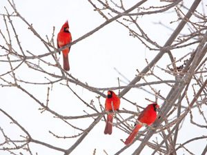 Three male cardinals sitting in a snow covered tree. 