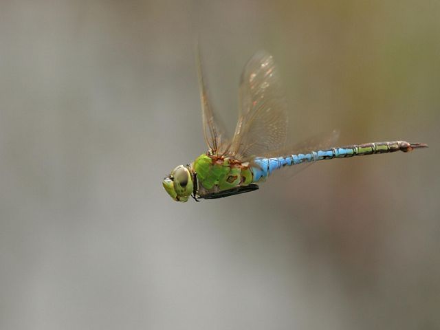Side view of a large dragonfly  in flight that ranges in color from green to light blue.
