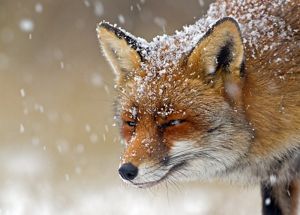 Close-up of a fox with snow in the air.