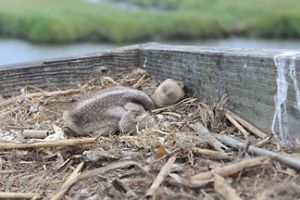 Osprey chick in a nest. 