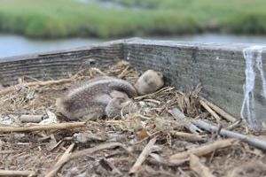 Osprey chick in a nest.