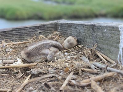 A newly hatched osprey chick is laying down in its nest. 