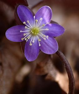 Round lobed hepatica.