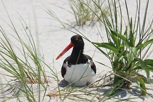 An American oystercatcher is sitting on its nest on the beach. 