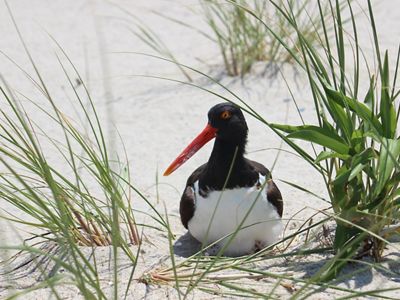 An American oystercatcher sitting on eggs on the beach.