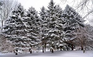 Patch of snow-covered pine trees in New Jersey.