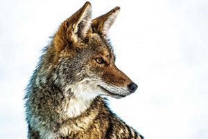 a coyote looking to his left in the snow.