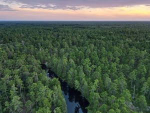 Aerial view looking down on a vast pine forest that stretches to the horizon.