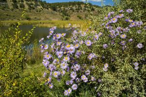 View of purple flowers with a pond in the background on a sunny day.