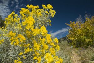 View of a trail with bright yellow flowers in the foreground.