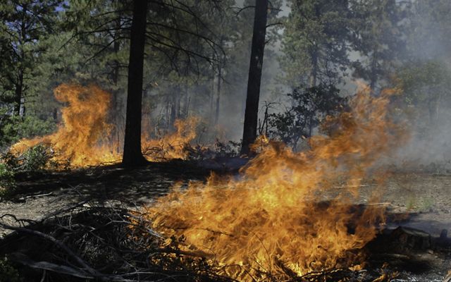 A prescribed fire burns on the ground of a forest.