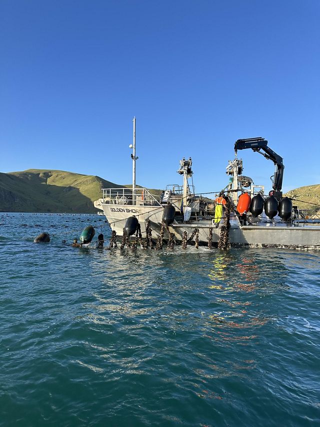 A boat floats on a bay in the ocean and lowers strands of mussels into the water.