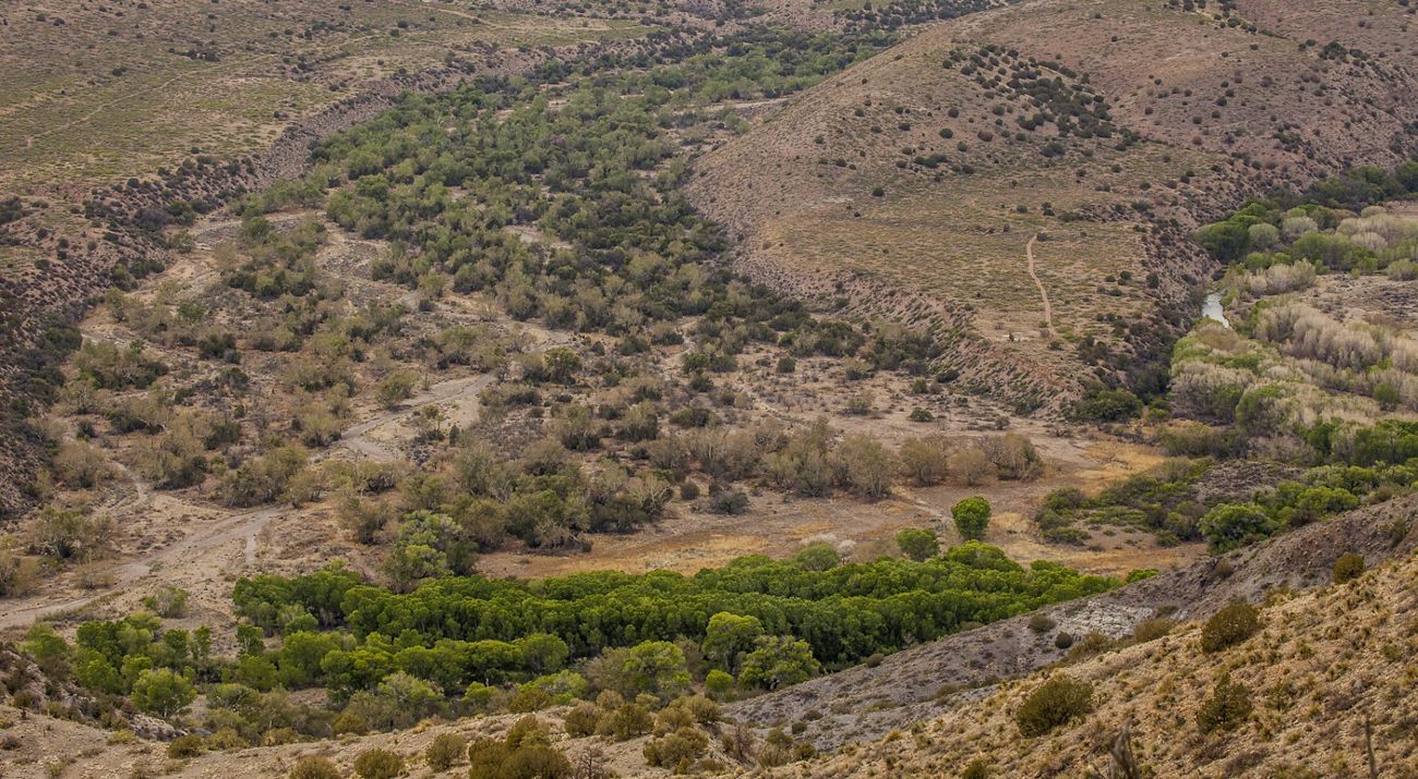 Aerial view of a rocky area with a bright green line of trees going through it.