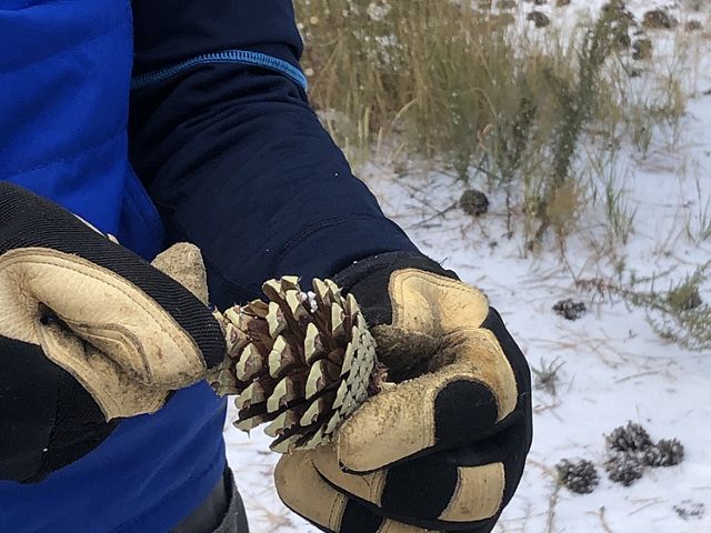 Gloved hands hold an open pinecone in a snowy background.
