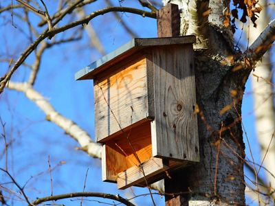 A wooden bat box attached to a tree, surrounded by bare branches under a clear blue sky.