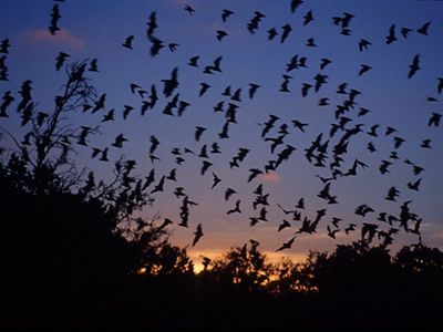 A group of bats flying against a vibrant sunset sky with silhouetted trees below.