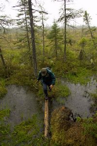 A man walks across a log in a swampy area.