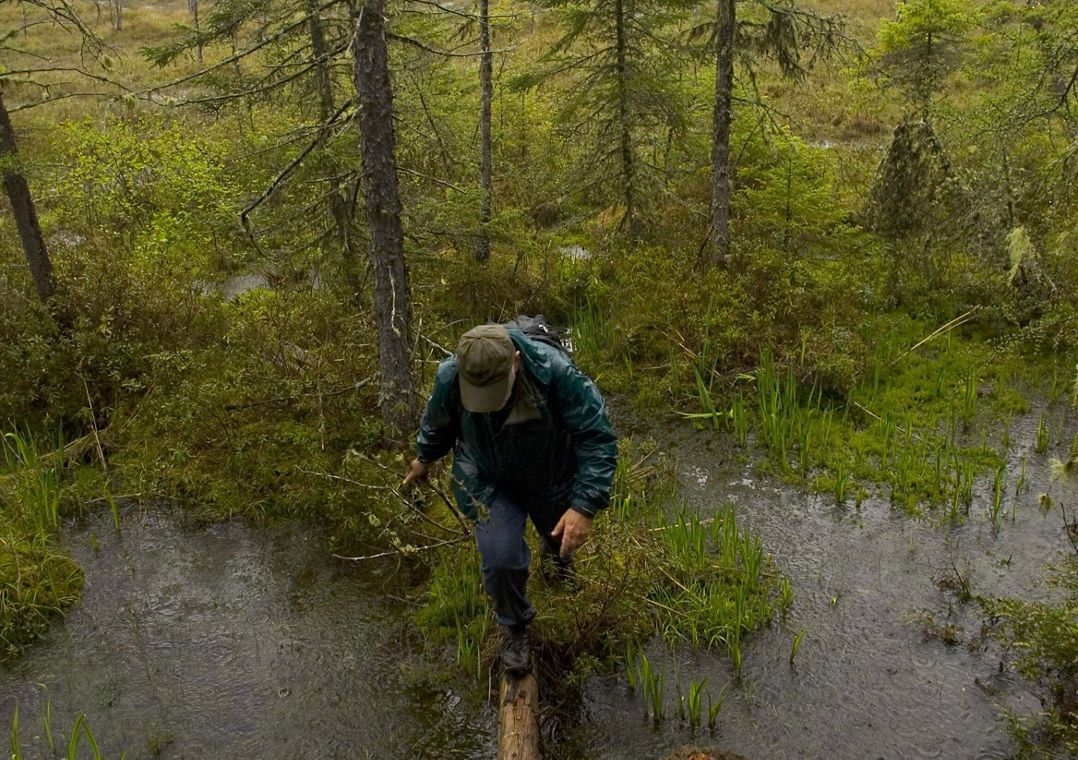 A man walks across a log in a swampy area.