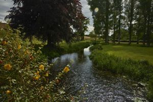 The river Wensum winds through a serene landscape with green grass and tall, thin trees in Norfolk, England.