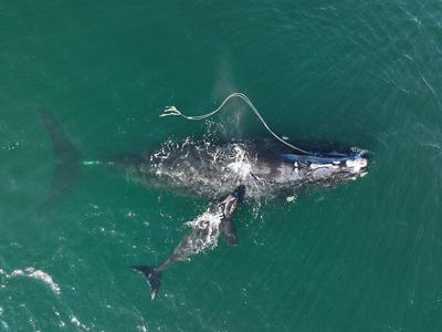 A large whale with a rope trailing her. Her calf swims beside her.