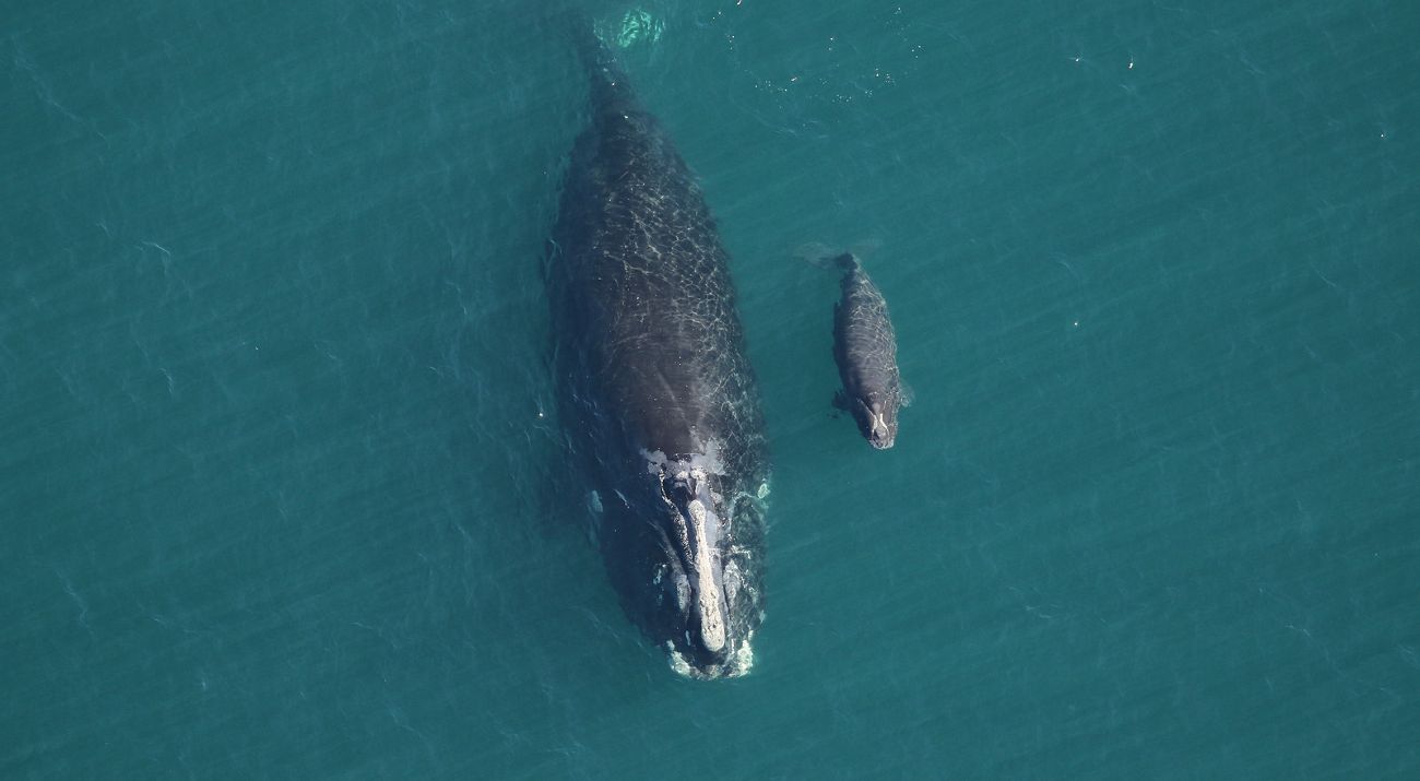 A North Atlantic right whale and calf swim in blue waters.