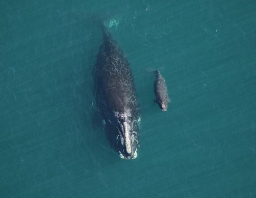An aerial view of a North Atlantic Right whale and her calf.