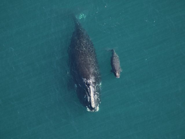 North Atlantic Right Whales