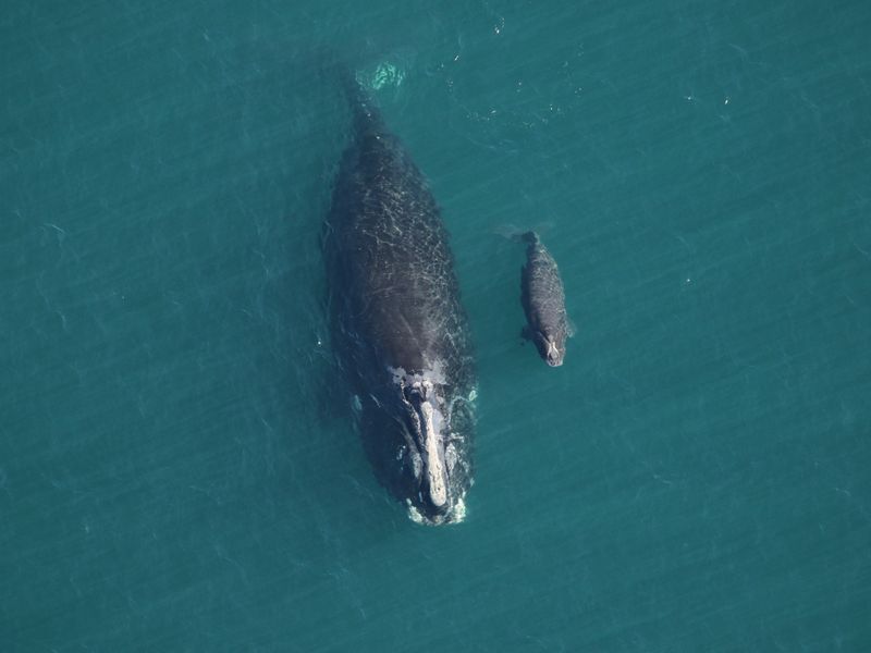 An aerial view of a North Atlantic Right whale and her calf.