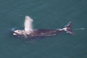 A large whale swimming in dark blue water. Rope stretches along its body and past its tail. 