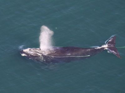 A large whale swimming in dark blue water. Rope stretches along its body and past its tail.