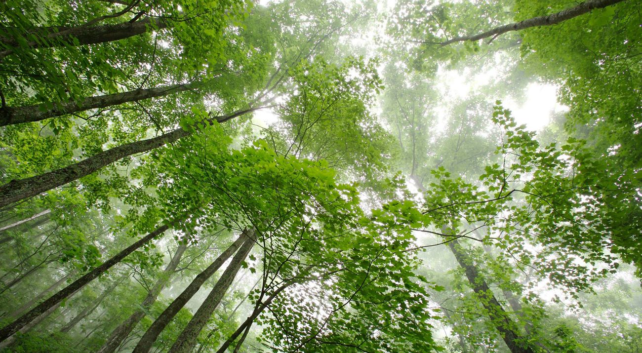 Trees on Lewisburg Greenway