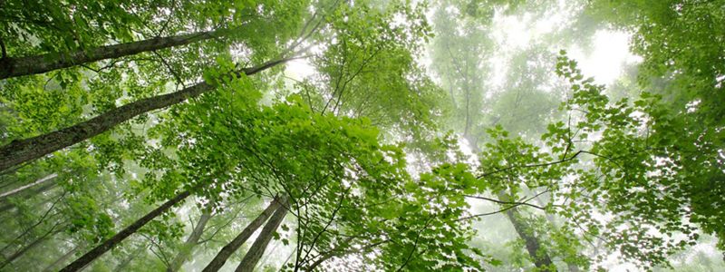 Looking up from ground level at forest canopy.