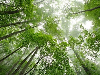Light filters through a thick tree canopy of green leaves.