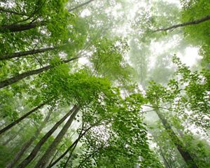 A healthy Tennessee forest.