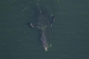 A large whale and her calf swim in dark blue water. 