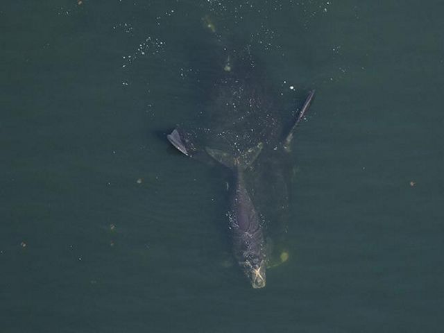 A large whale and her calf swim in dark blue water.