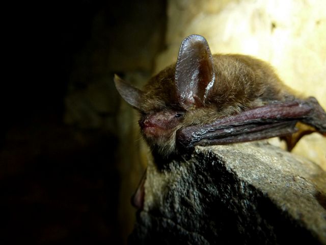 A close-up a small bat with large ears hanging upside down in a dark cave.