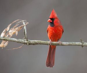 Red bird with black face markings perched on a small limb.