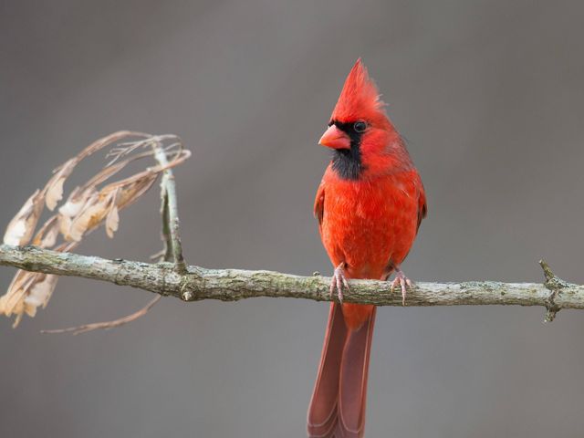 Red bird with black face markings perched on a small limb.