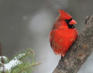 Un cardenal rojo macho posado en una rama.