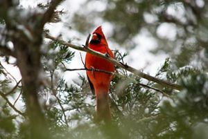 Bright red cardinal on branch surrounded by green pine needles. 