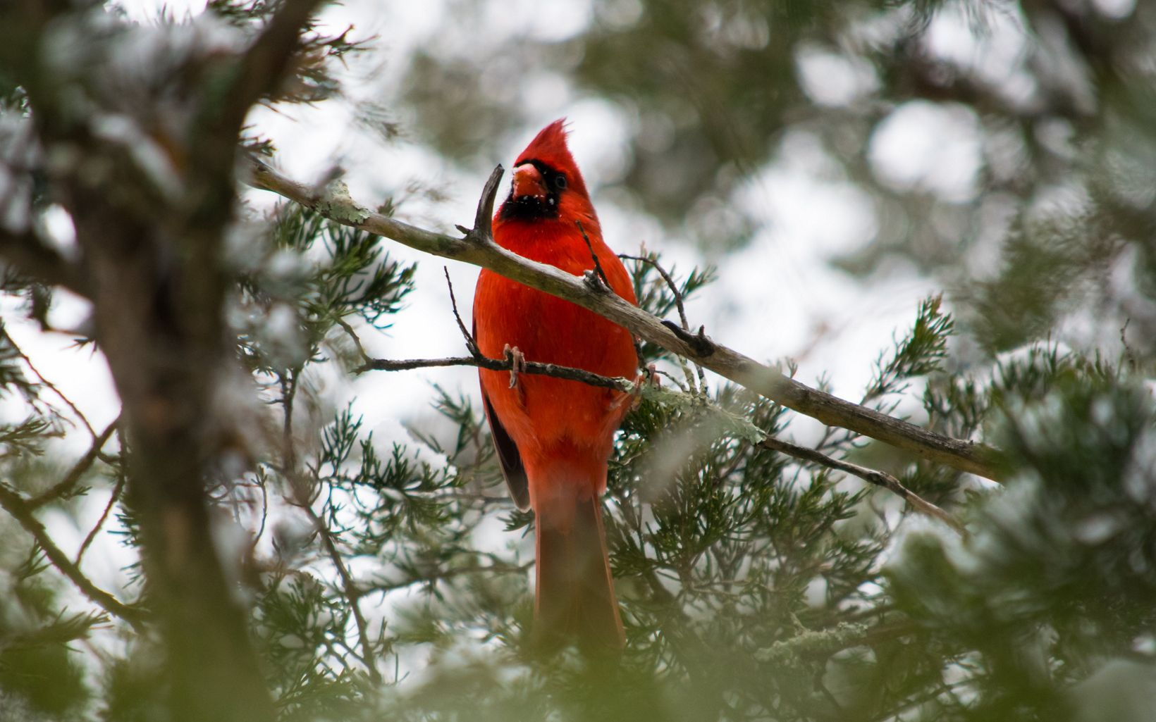 A red cardinal viewed from below through tree branches.