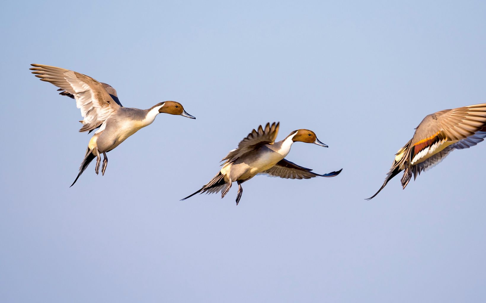 Three northern pintails are flying. 