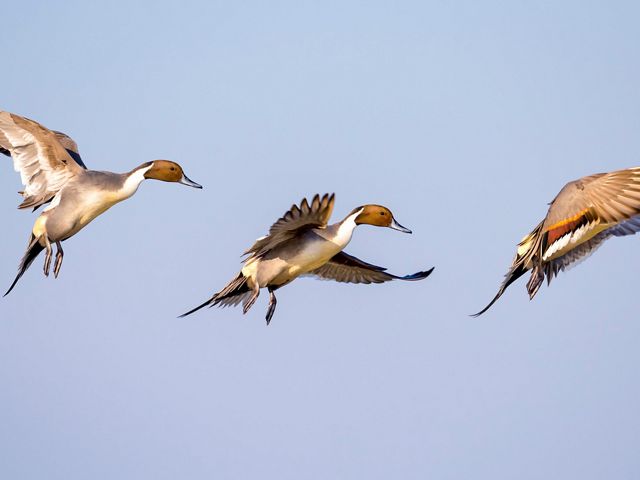 Three northern pintails are flying against a clear, blue sky.