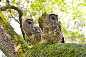 Two adult Northern Spotted Owls on a moss covered tree branch.