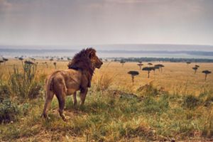 a lion standing looking out at the landscape