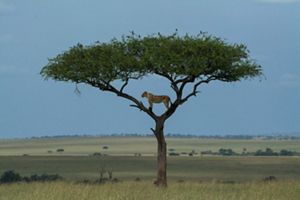 A lion looks out from a single tree surrounded by desert.