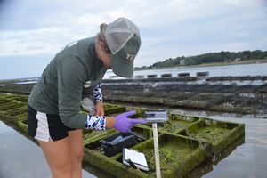 A researcher in a hat leans over a machine with a digital display. She's on a dock and lots of oyster cages are behind her within dock grids of walkways.