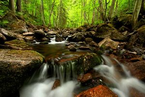 Creek running through a forest